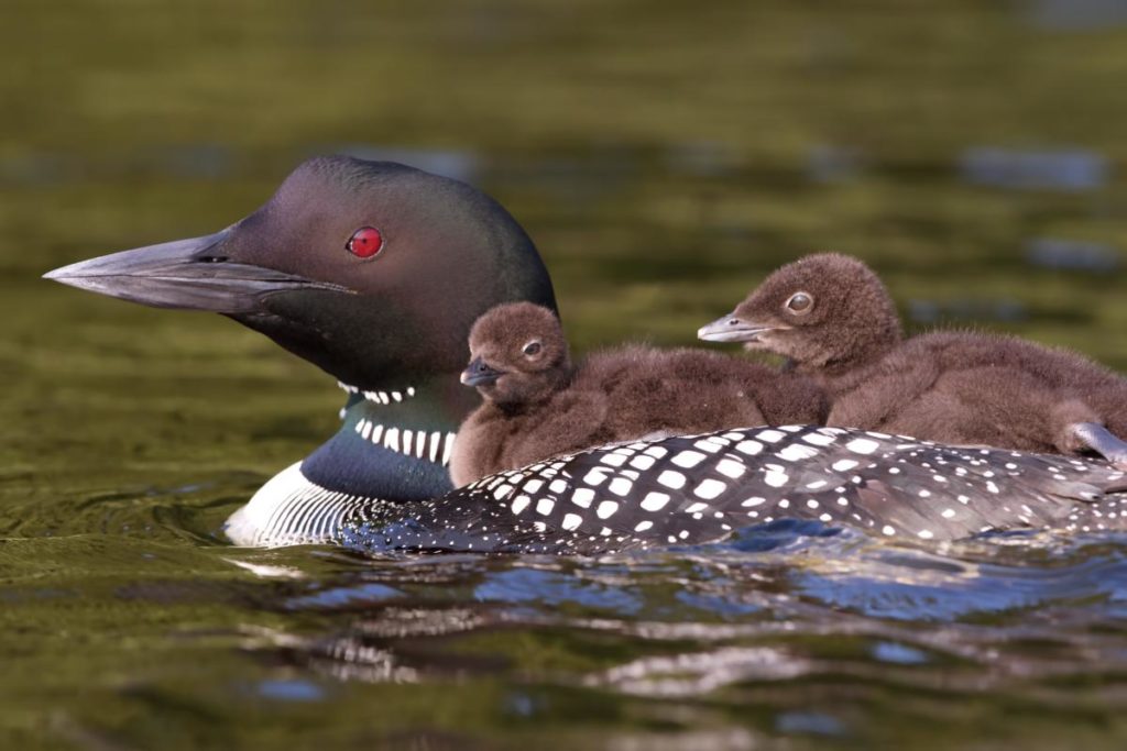 Loon Country